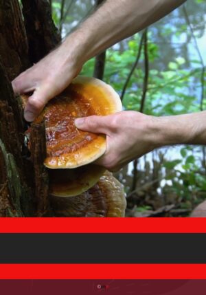 chWMykotherapieBeimTier042022