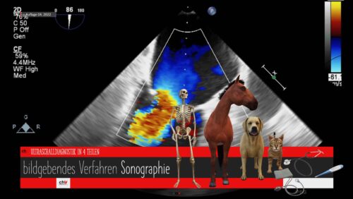 Inhaltsempfehlungen für den Erste-Hilfe-Koffer bei Hund, Katze und Pferd –  C. Hinterseher Wissen