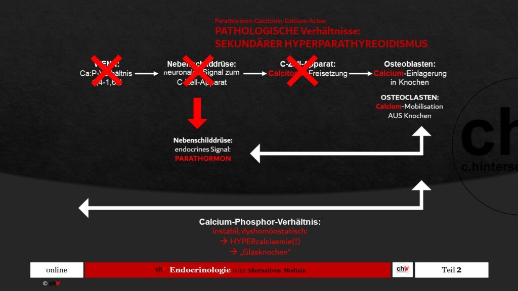 Blockdiagramm Parathormon Calcium