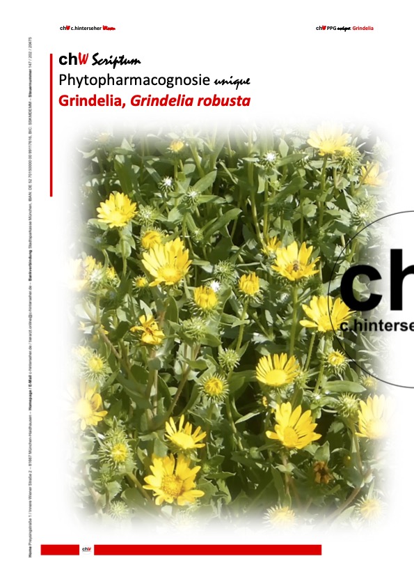 chWScriptumPPGUnique76Grindelia2023