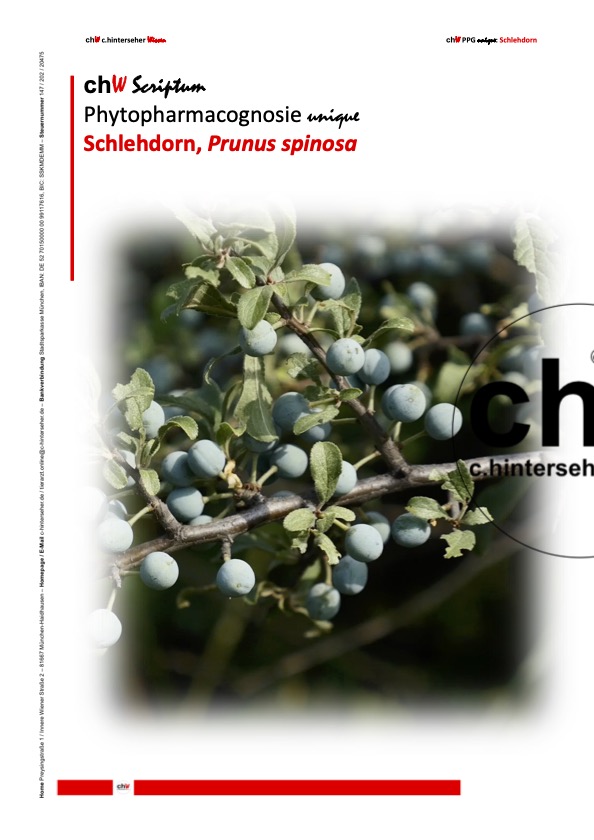 chWScriptumPPGuniqueSchlehdorn84