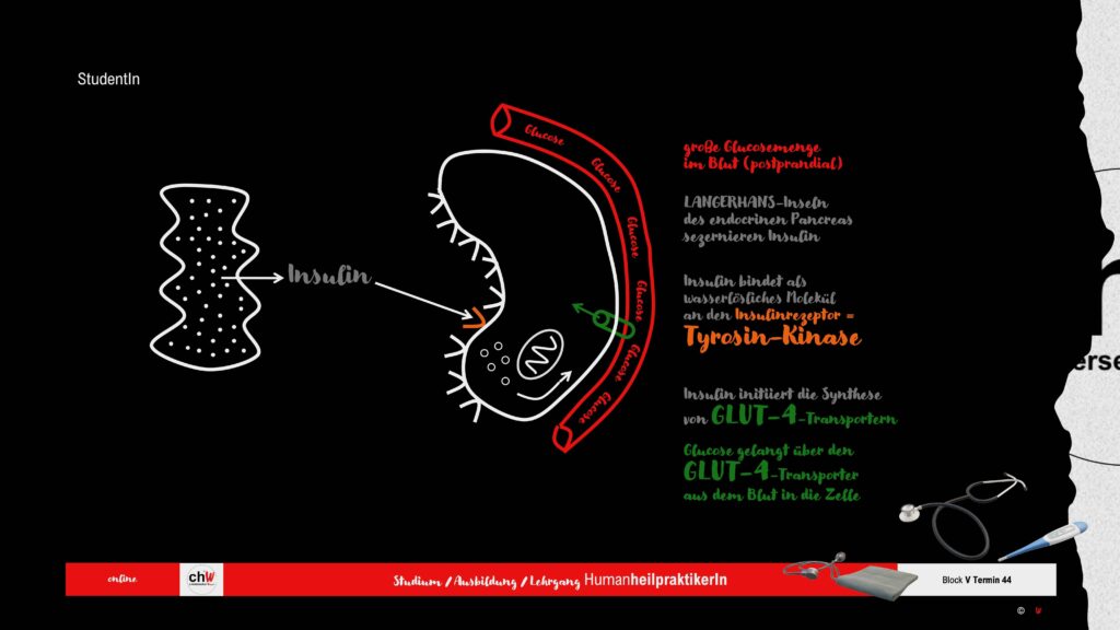 Darstellung Insulinrezeptor