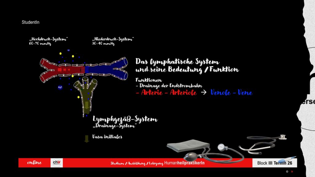 Schematische Darstellung des Lymphsystems 