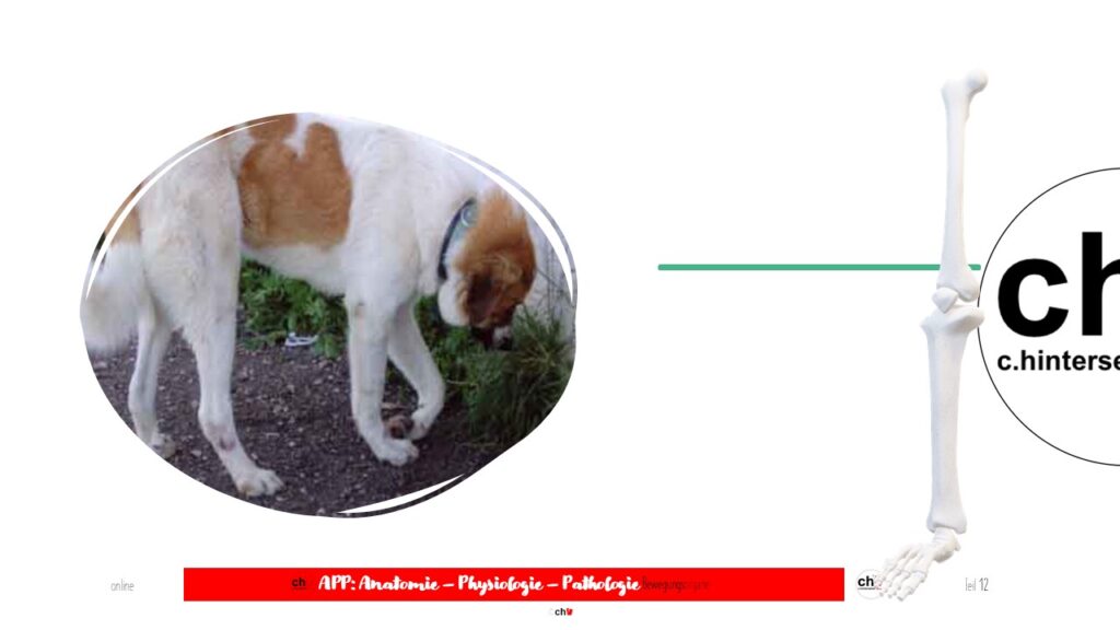 Bild eines Hundes mit Radialis-Lähmung