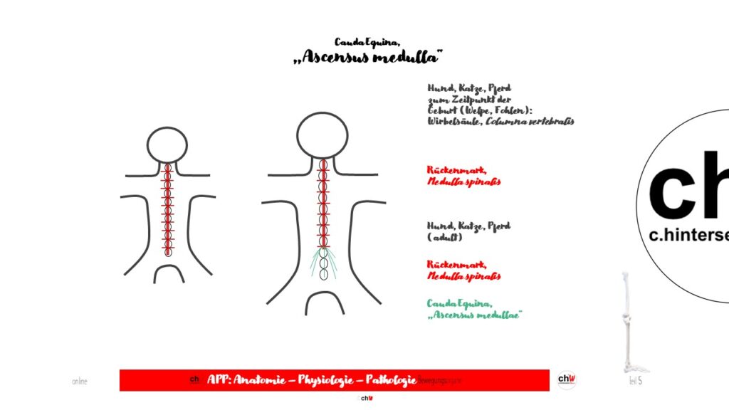 Schematische Darstellung Cauda equina