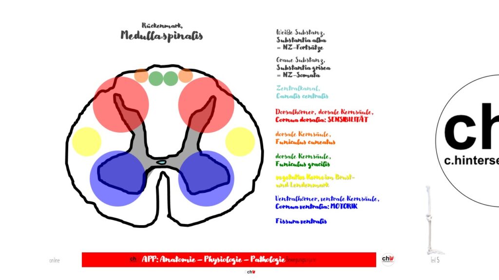 Schematische Darstellung Medulla spinails