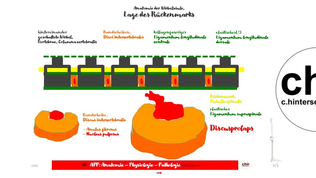 Schematische Darstellung des Rückenmarks