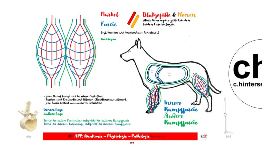 Schematische Darstellung der Faszien