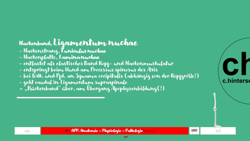 Schematische Darstellung Ligamentum nuchae