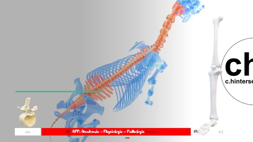 Darstellung des Skeletts des Pferdes