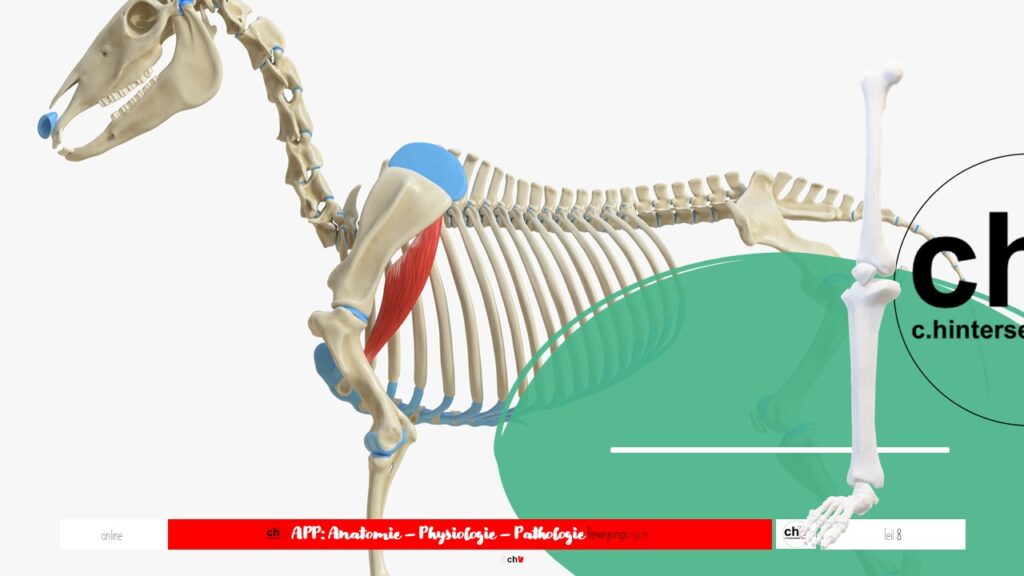 Schematische Darstellung der Schultermuskulatur des Pferdes