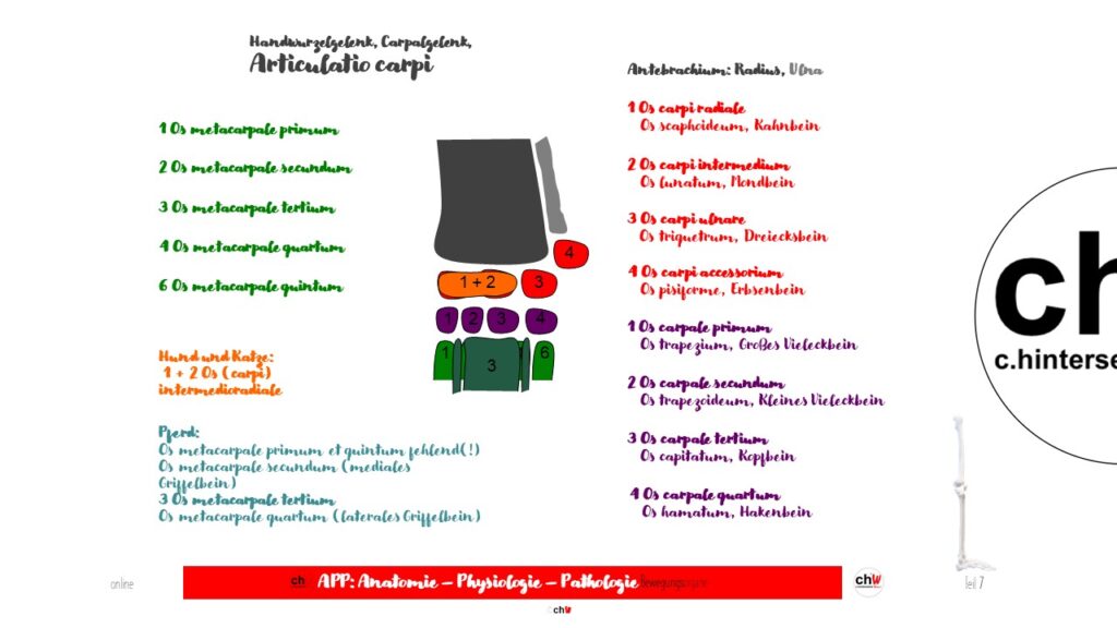 Schematische Darstellung des Karpalgelenks