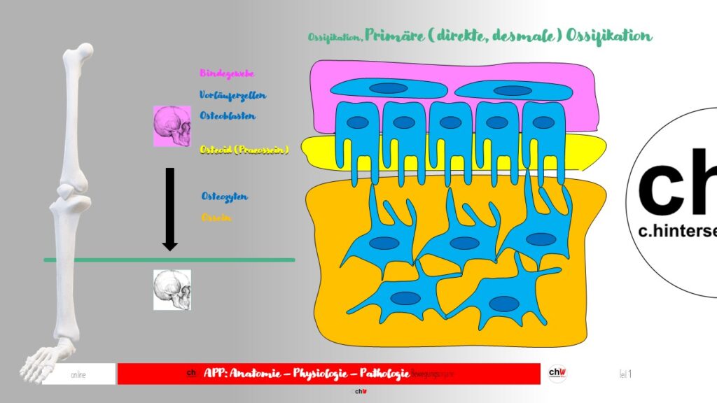 Schematische Darstellung primäre Ossifikation