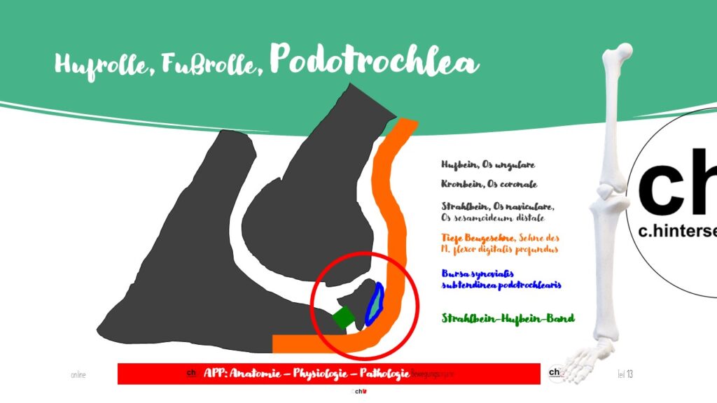 Schematische Darstellung der Hufrolle