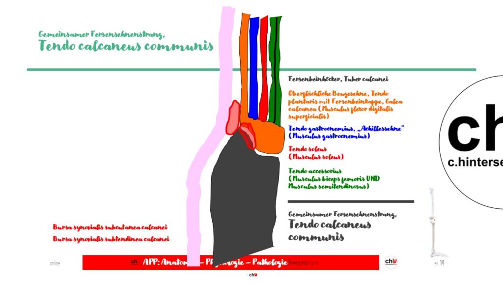 Schematische Darstellung Spat Tendo calcaneus communis