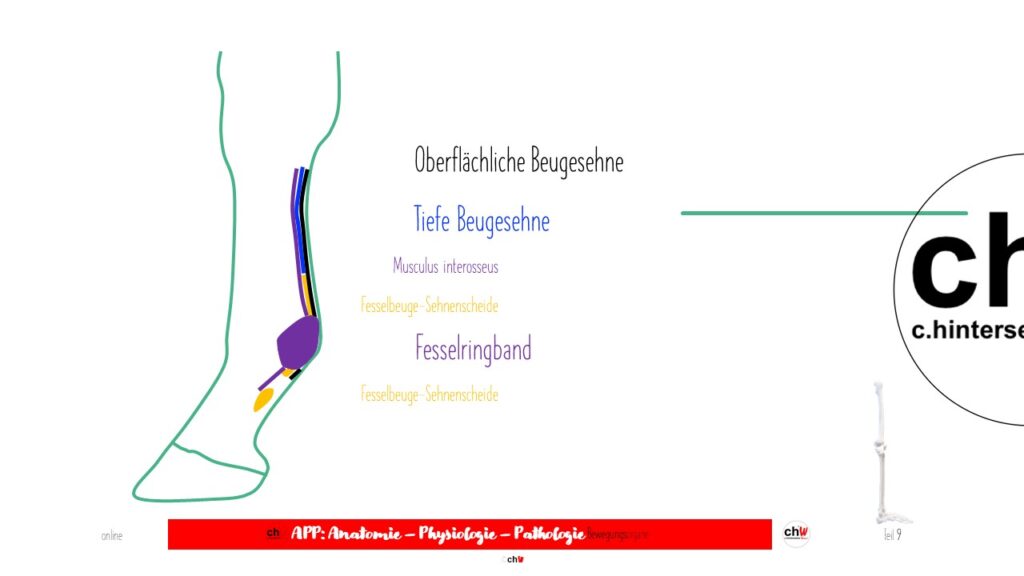 Schematische Darstellung der Beugesehnen des Pferdes