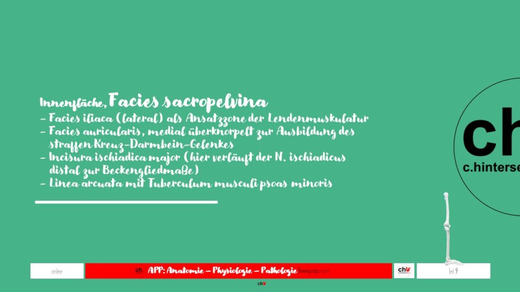 Schematische Darstellung des Darmbeins