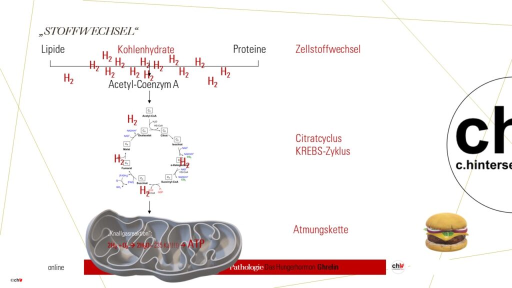 Schematische Darstellung Citratzyklus