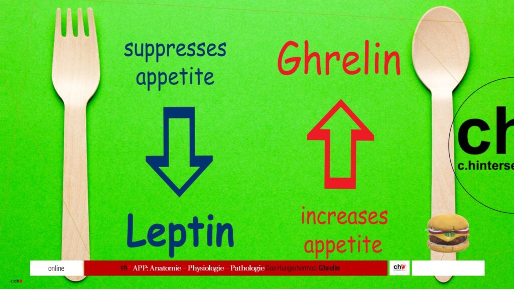 Präsentationsfolie Leptin Ghrelin