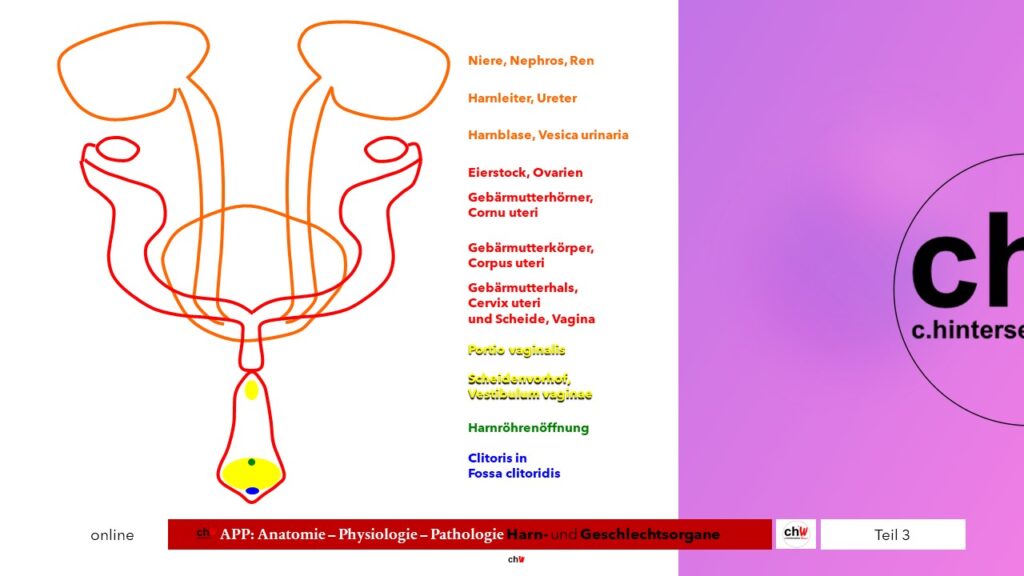 Schematischer Darstellung Gebärmutterhals