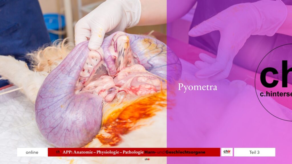 Pyometra