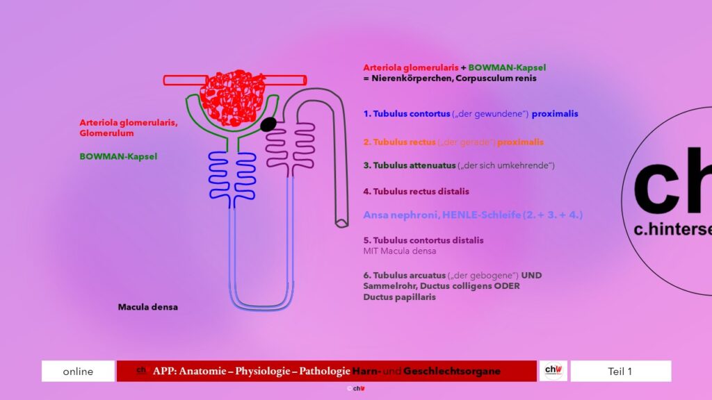 Schematische Darstellung Nephron