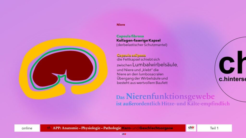 Schematische Darstellung Aufbau der Niere