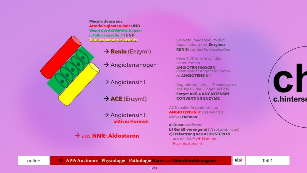 Renin Angiotensin Aldosteron