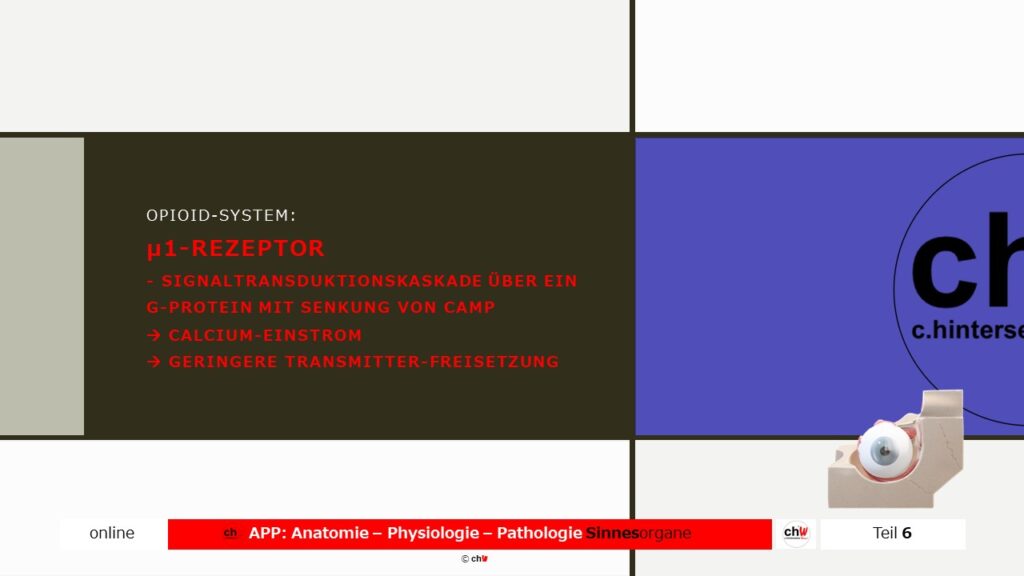 Schematische Darstellung Opioid-System u1 Rezeptor