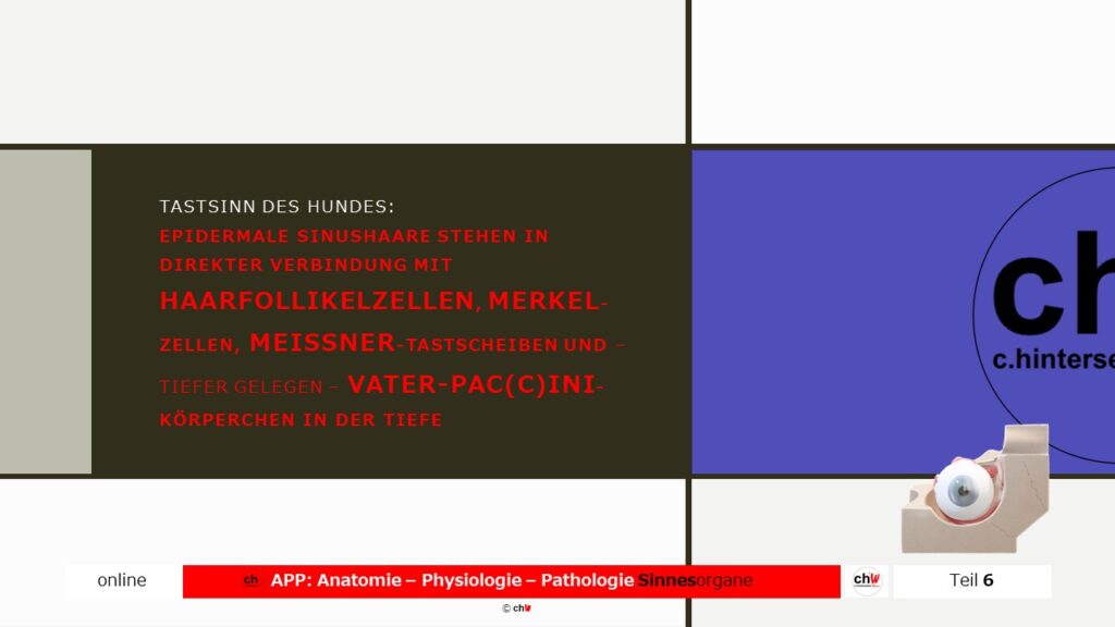 Schematische Darstellung des Tastsinnes des Hundes