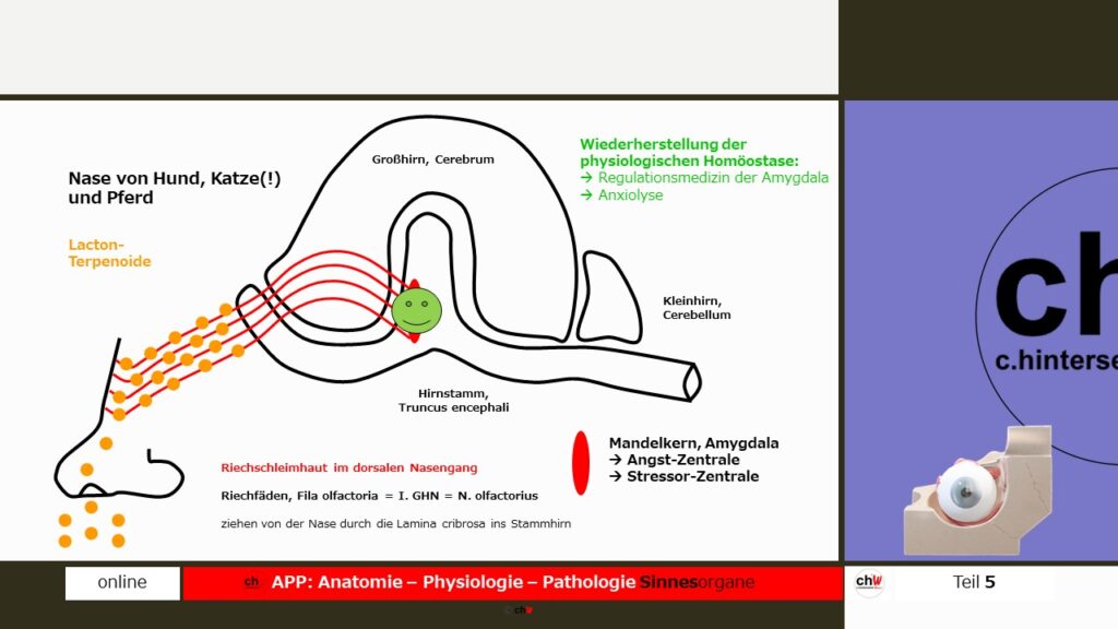 Schematische Darstellung: Verlauf des Geruchsinns