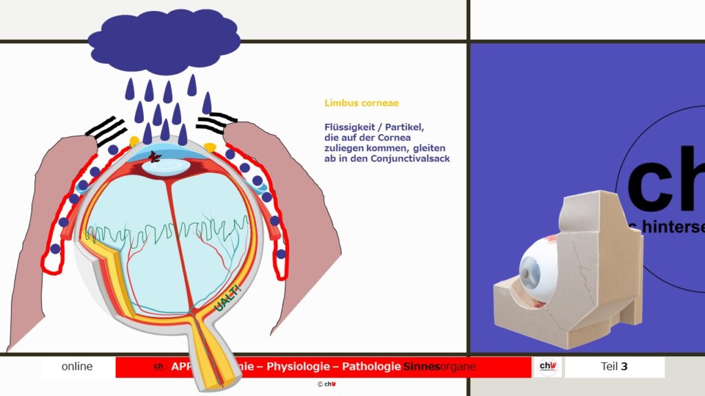 Schematische Darstellung der Limbus coneae