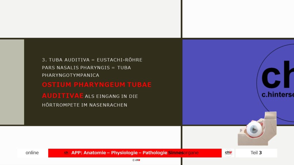 Schematische Darstellung der Tuba Auditiva