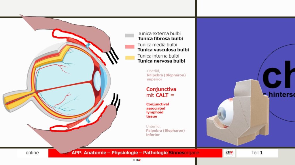 Schematische Darstellung der Anatomie des Auges