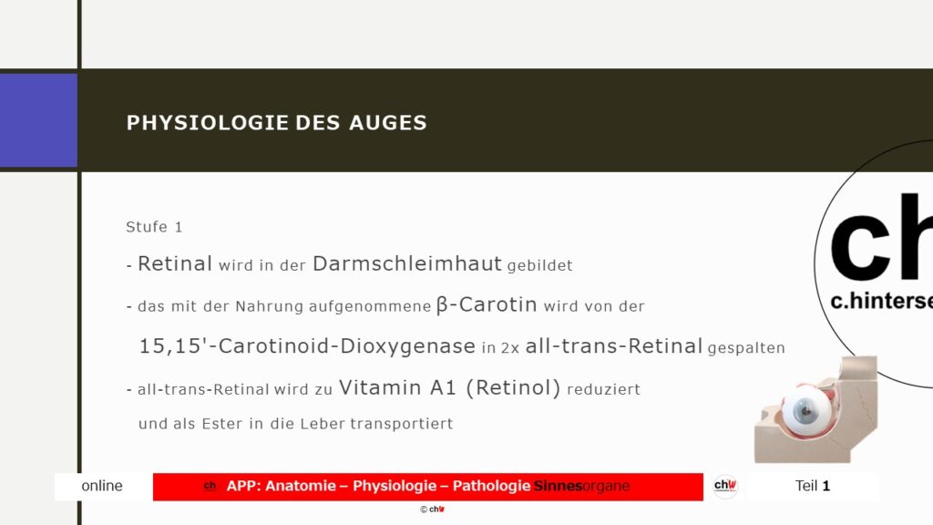 Schematische Darstellung der Physiologie des Auges