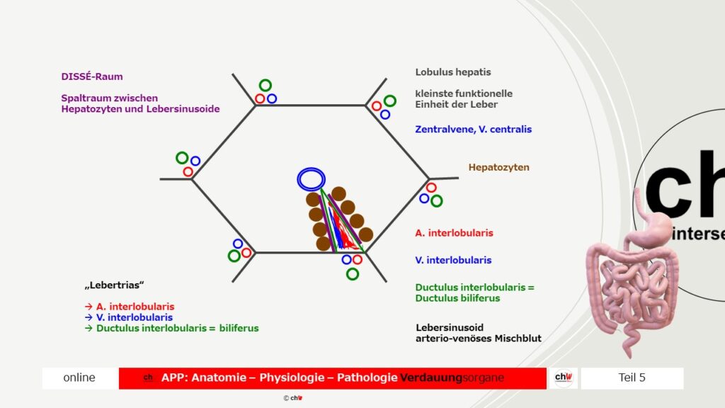 Schematische Darstellung Hepatozyt