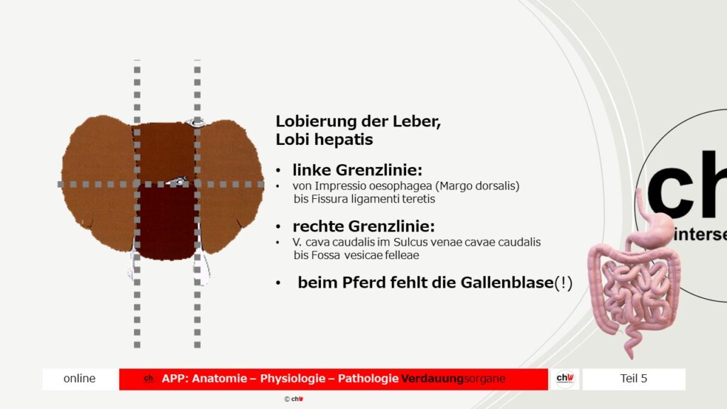 Schematische Darstellung der Leber