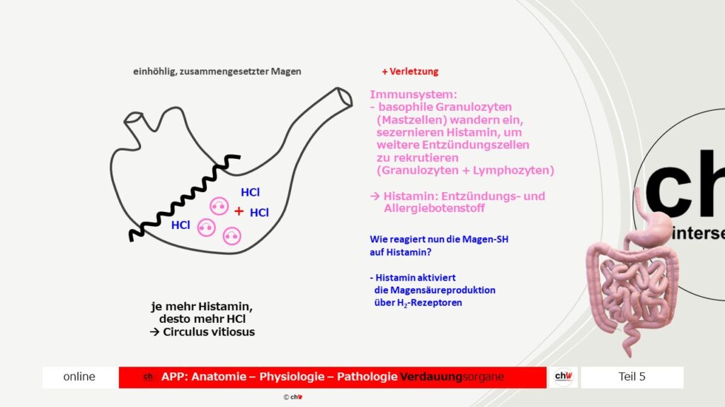 Dastellung der Wirkungsweise des Histamins im Magen