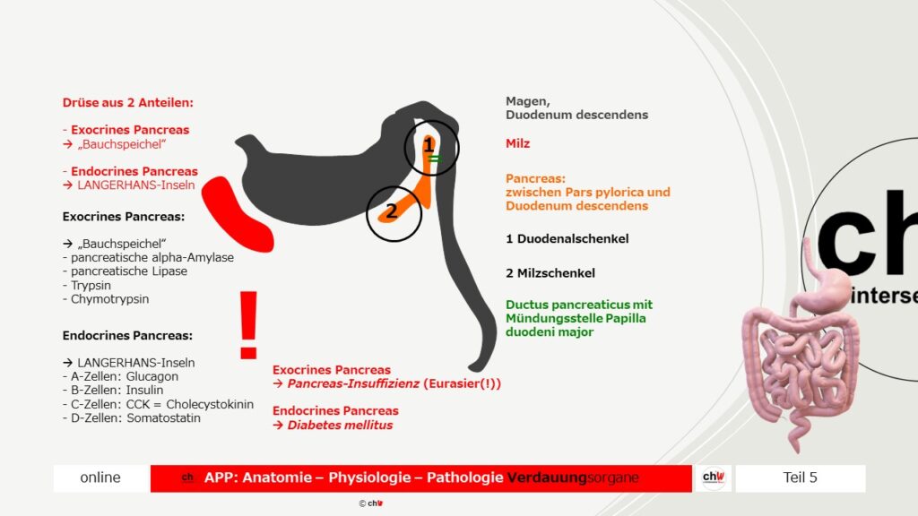 Schematische Dastellung Pancreas