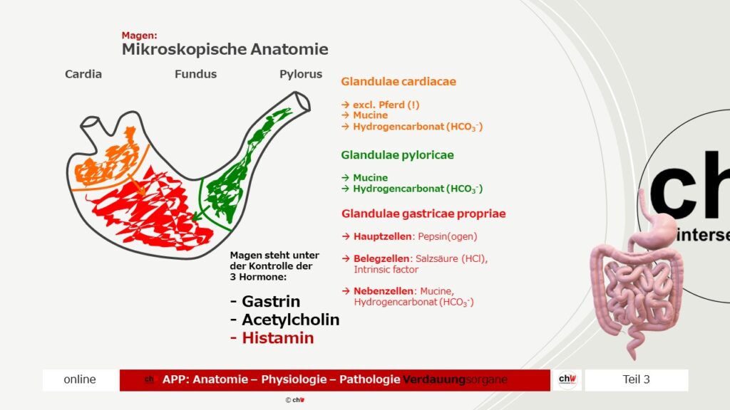 Schematische Darstellung des Magens