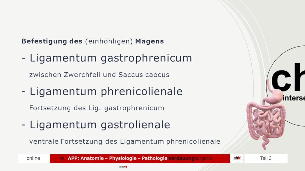 Schematische Darstellung zur Befestigung des Magens