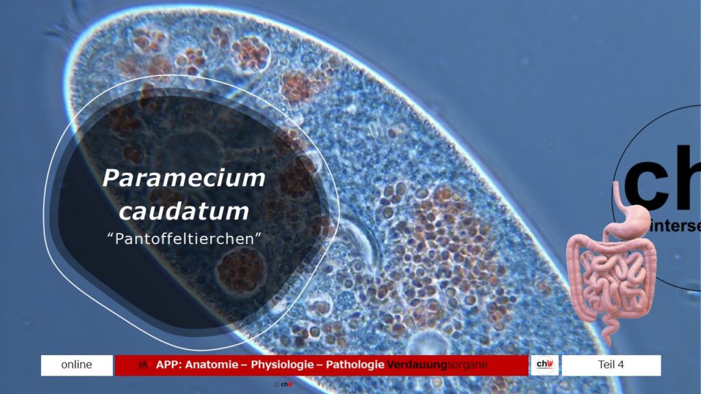 Darstellung des Paramecium caudatum