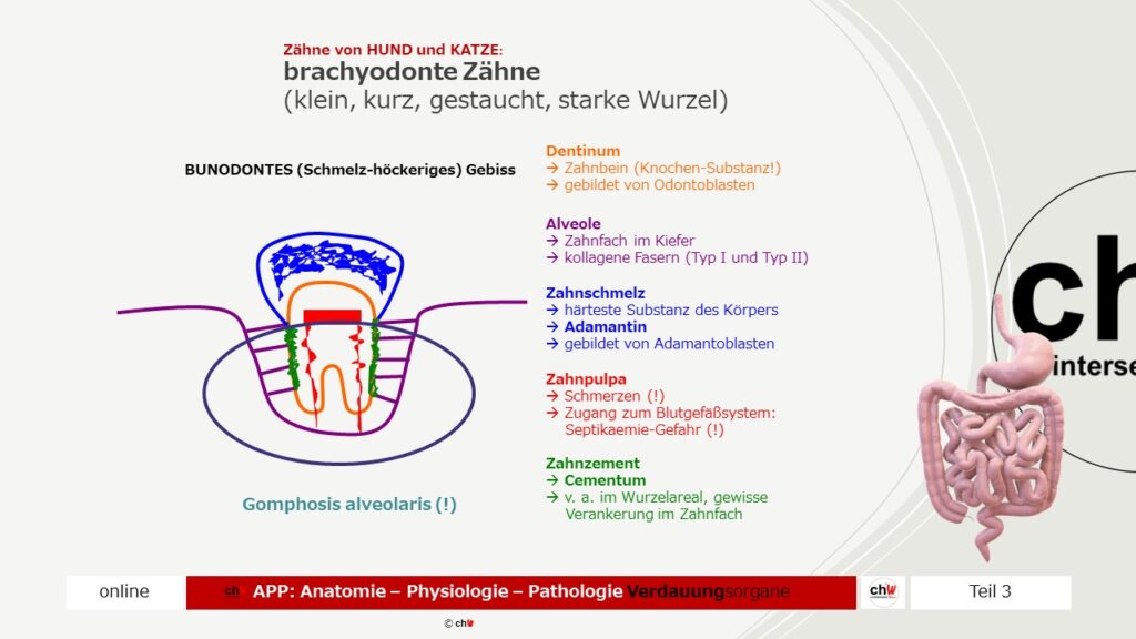 Schematische Darstellung brachydonte Zähne