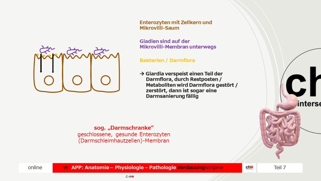 Schematische Darstellung Giardien