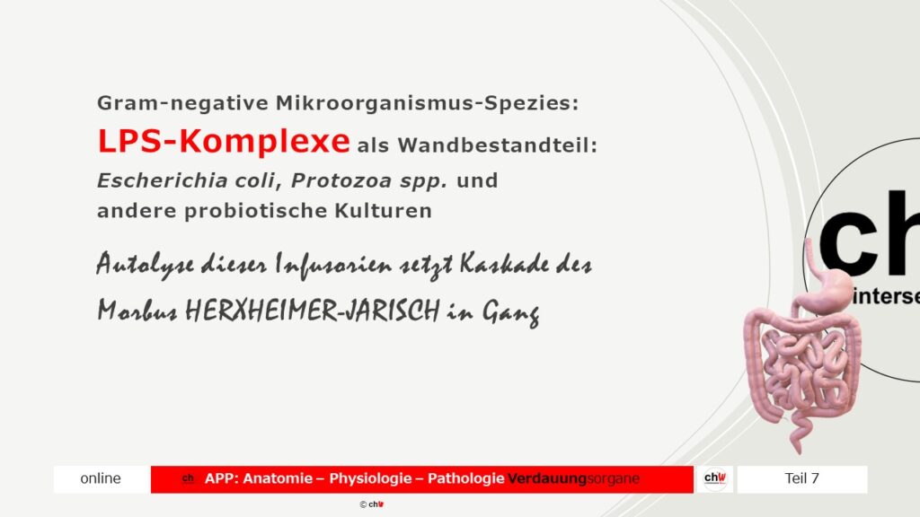 Schematische Darstellung Morbus Herxheimer-Jarisch