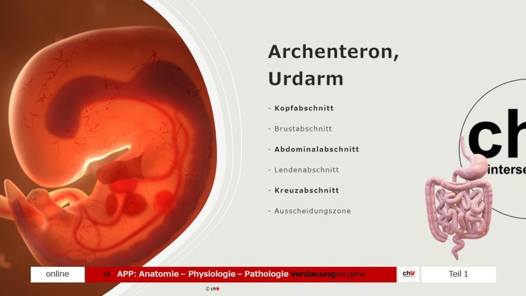 Schematische Darstellung Archenteron, Urdarm