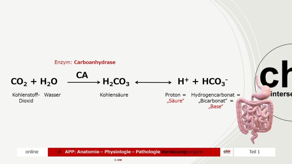 Schematische Darstellung Kohlensäurepuffer