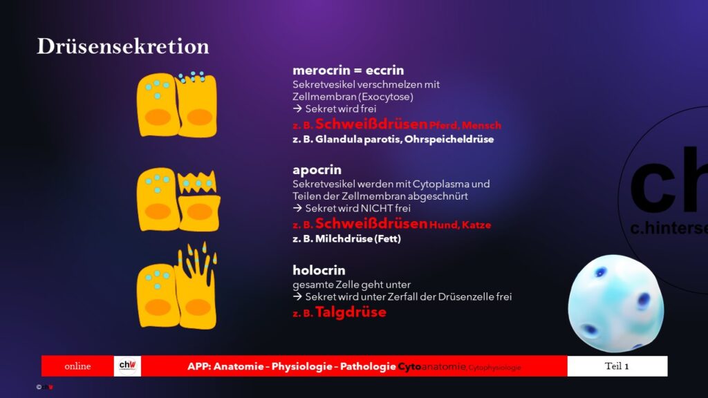 Prasentationsbild Drüsensekretion