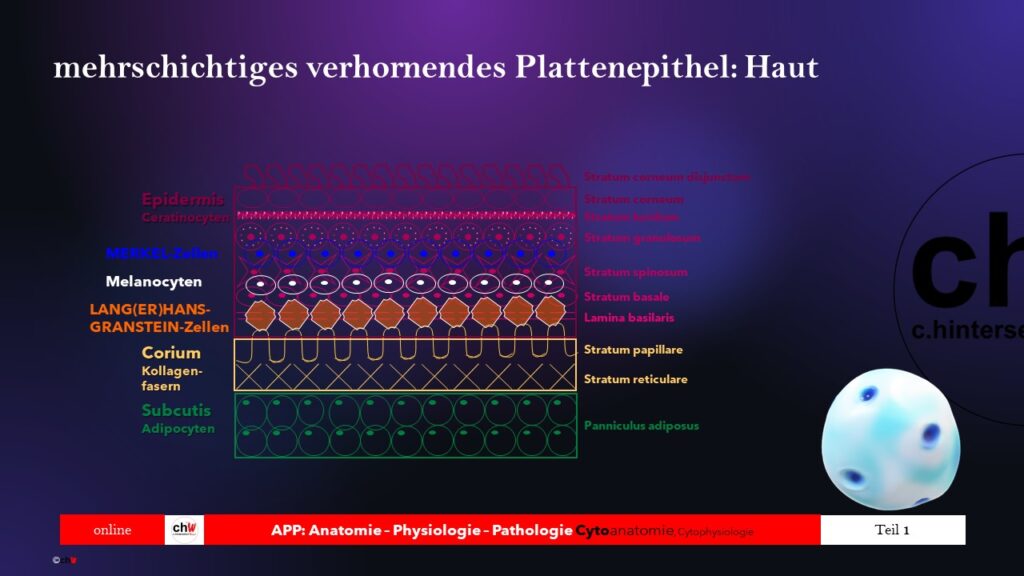 Schematische Darstellung ehrschichtiges verhornendes Plattenepithel