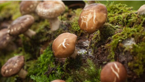 Abbildung Shiitake Pilz